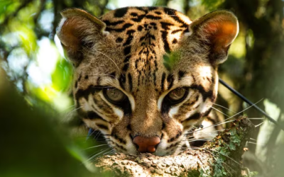 Argentina recibió a 3 ocelotes provenientes de Brasil