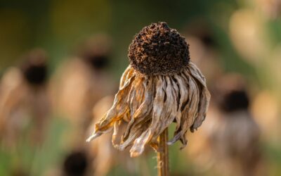 Un país sudamericano podría volverse inhabitable durante este siglo