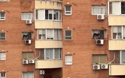 Nuevo rescate por maltrato animal en la Ciudad de Buenos Aires