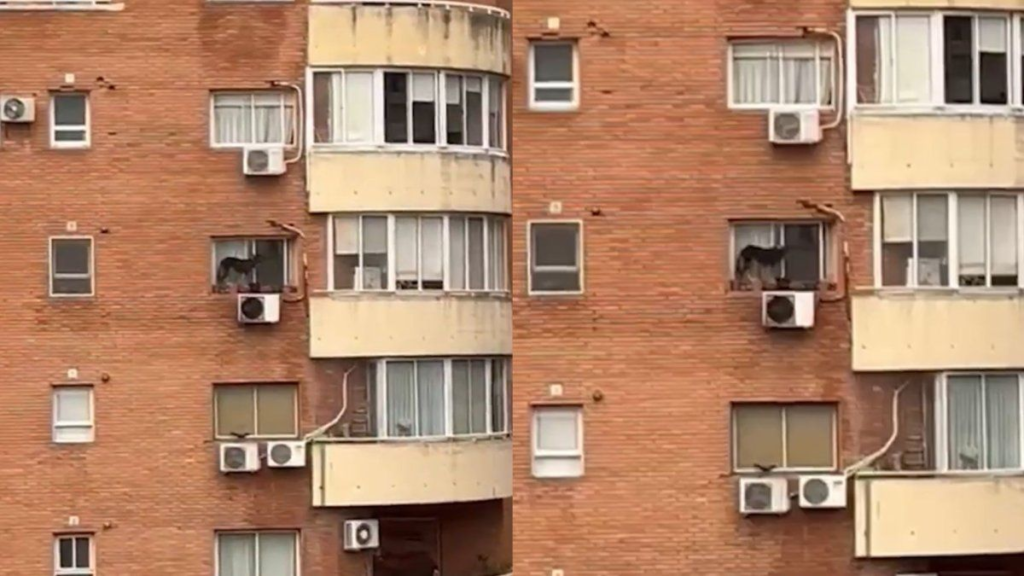 La dueña ejercía maltrato animal al abandonarlo en el alféizar de la ventana.