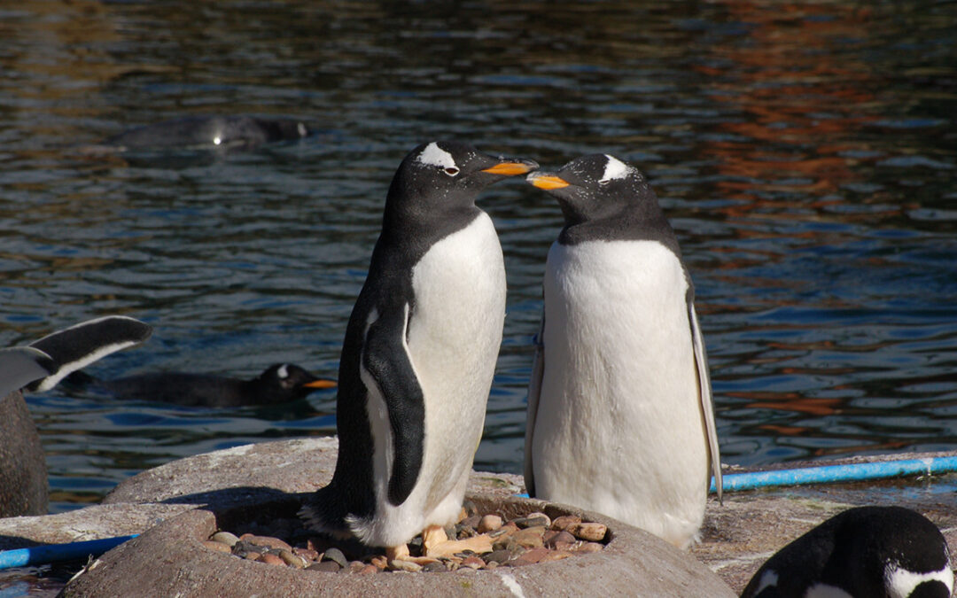 Fallece la primera pareja de Magic, el primer pingüino gay de la historia