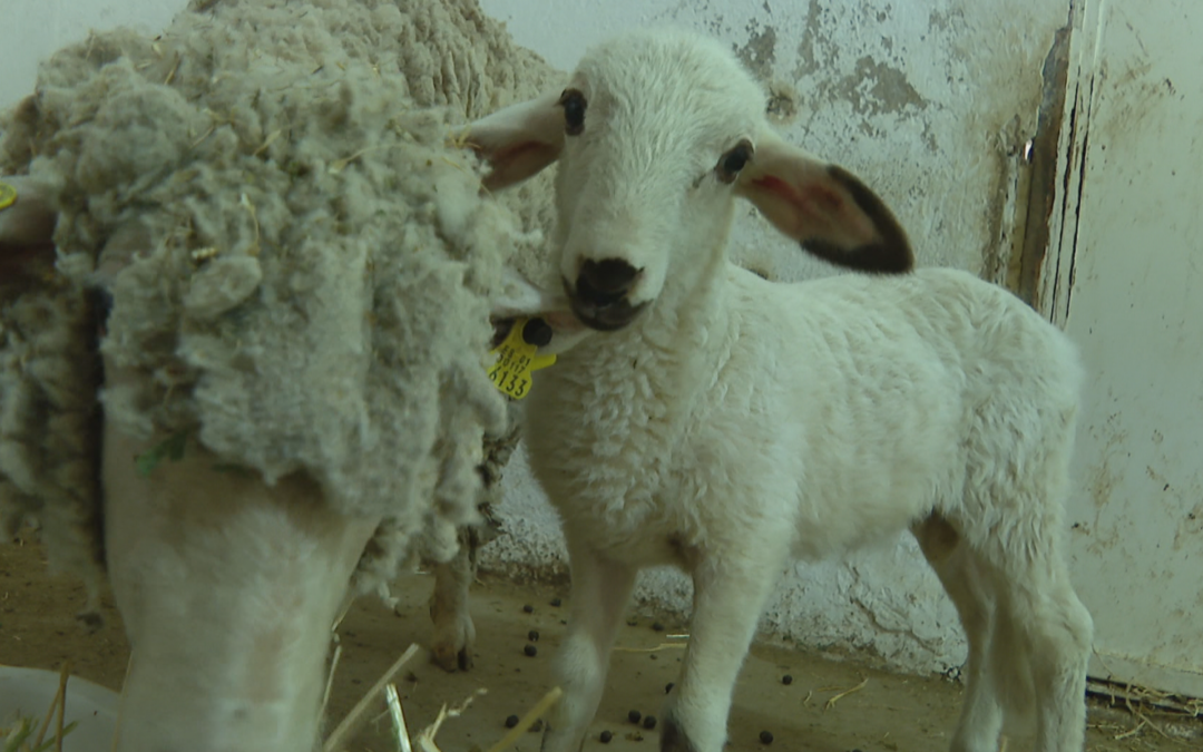Nació el primer cordero modificado genéticamente en España
