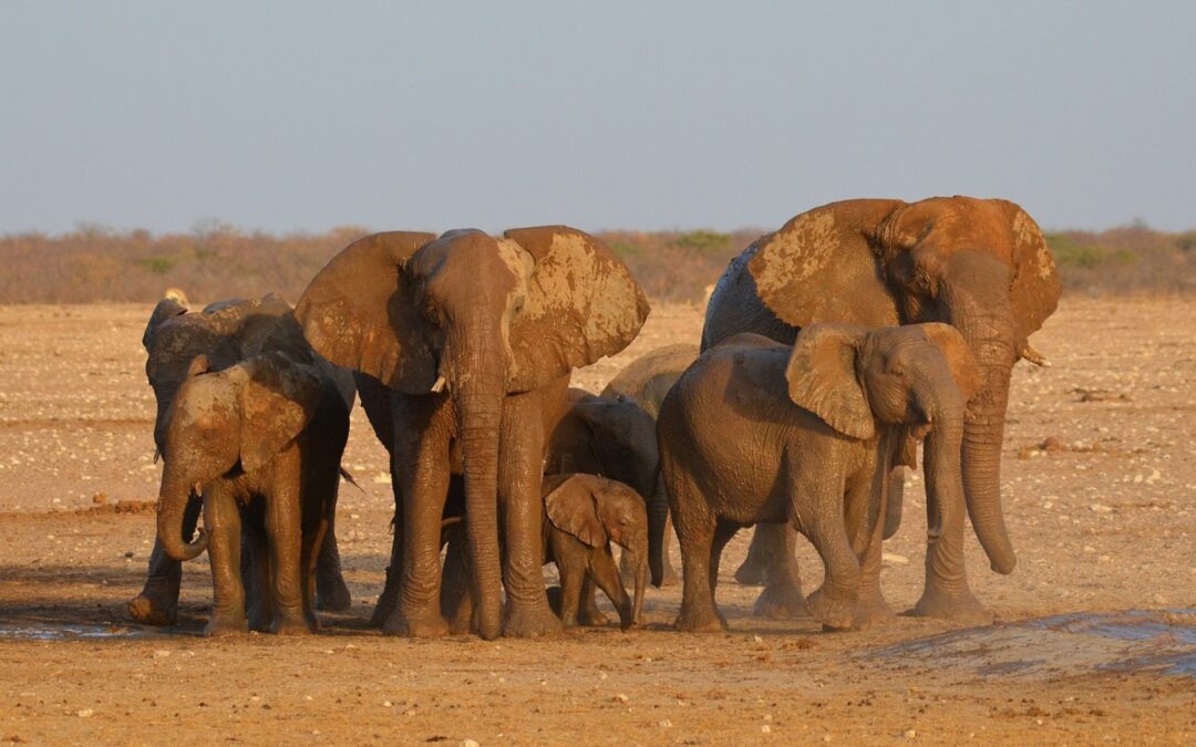 700 animales salvajes de Namibia serán sacrificados para dar carne a la población.