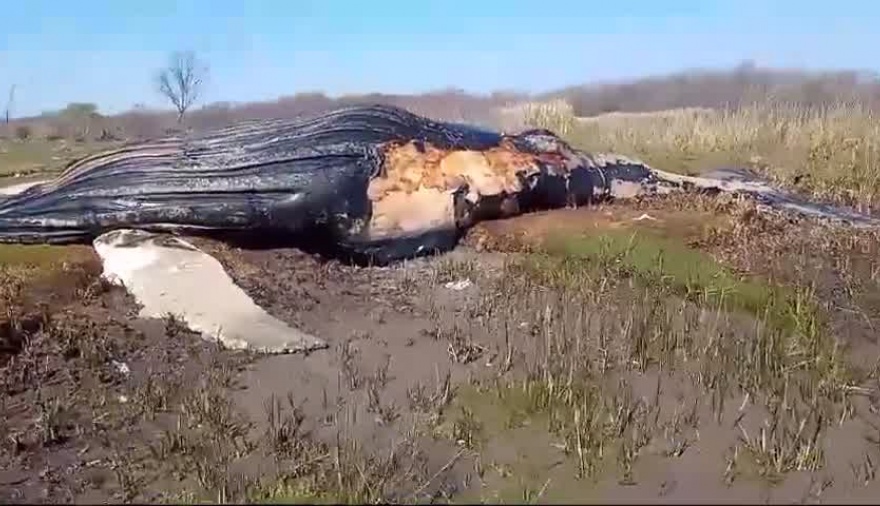 Hallan el cadáver de una ballena en las costas del Río de la Plata.