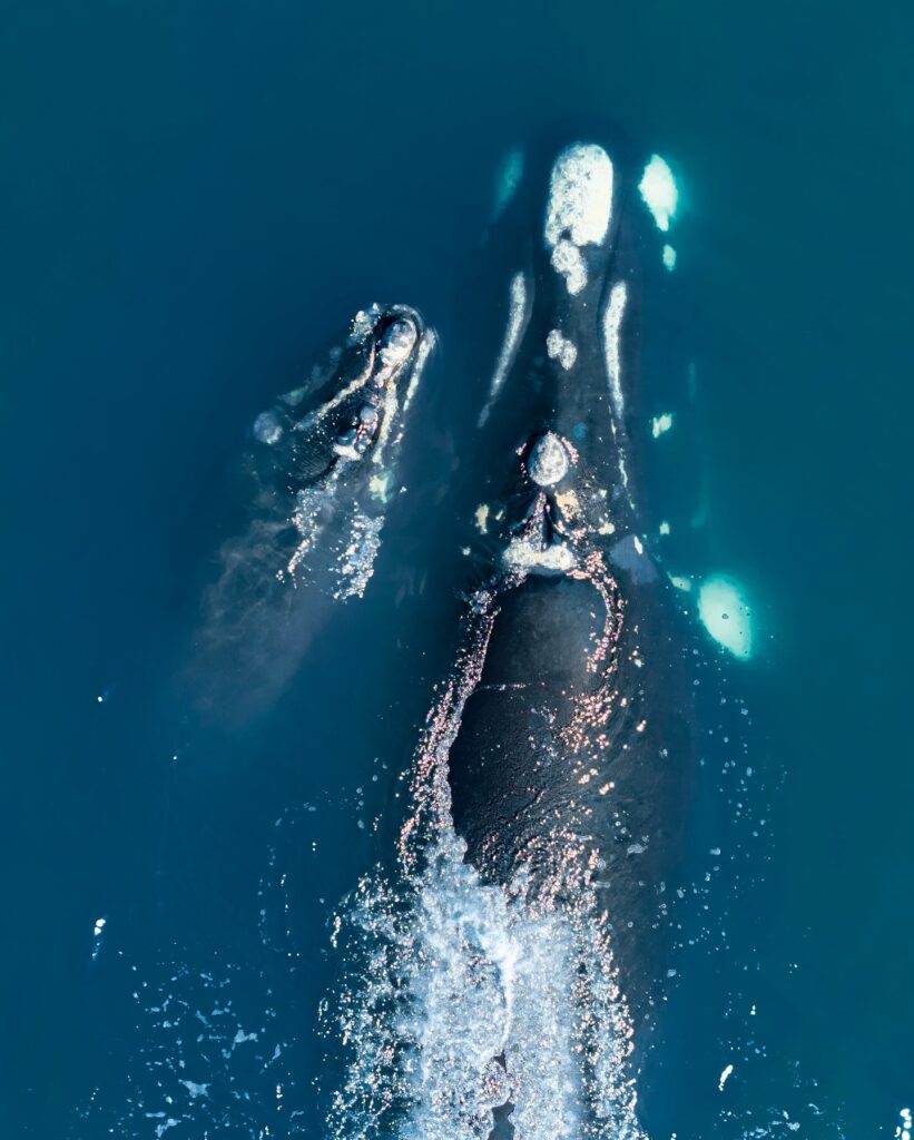 Imágen publicada por el fotógrafo Benjamin Wallis sobre la aparición de la ballena franca austral y su cría. 
