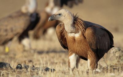 La pérdida de buitres está alterando a las poblaciones de India