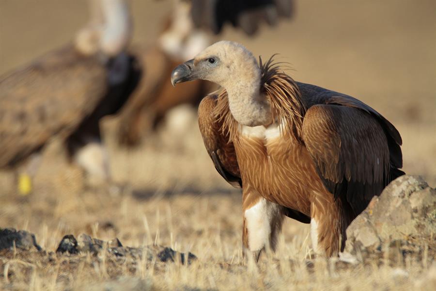 La pérdida de buitres está alterando a las poblaciones de India