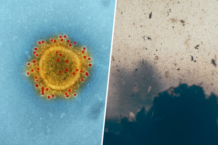 Creen encontrar la criatura viva más cercano de todos los animales