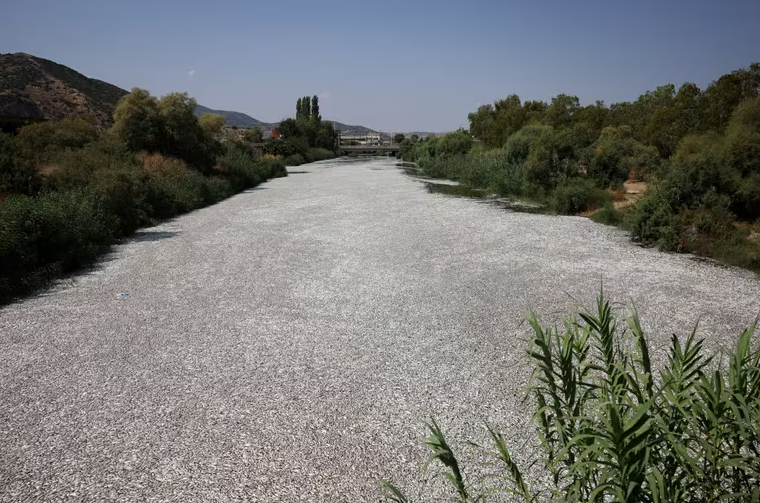 Las autoridades locales recurren a pesqueros y camiones para retirar los cadáveres de peces del puerto.