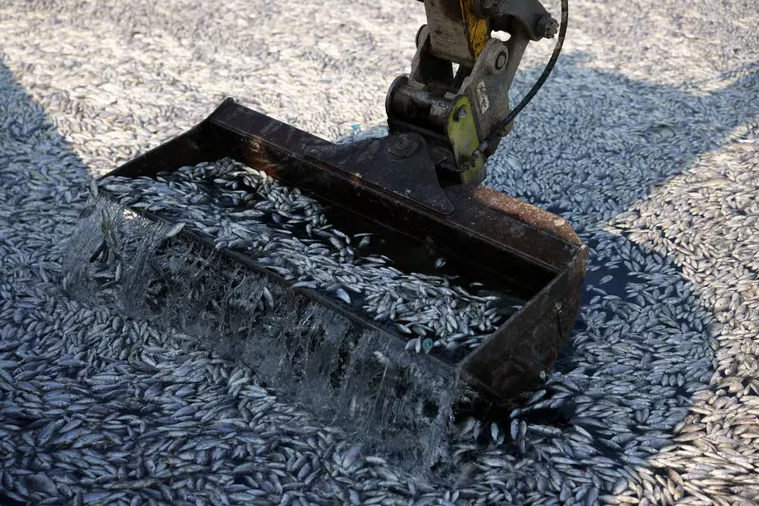 Los peces invadieron gran parte de la ciudad debido a las múltiples inundaciones.