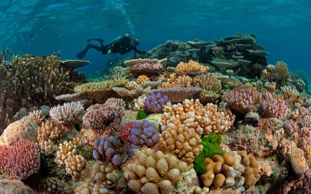 La Gran Barrera de Coral es un ser vivo que alberga a otros, por lo que su salud es elemental para los ecosistemas dependientes.