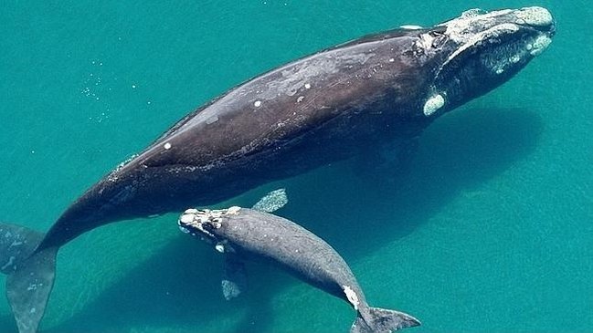 La ballena franca austral se paseó por las costas chilenas junto a su ballenato.