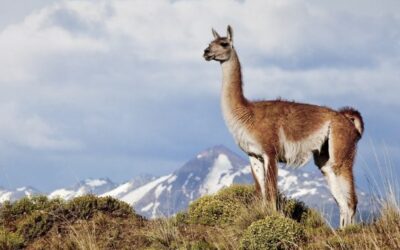 ¿Sabías que hoy es el día internacional del Guanaco?