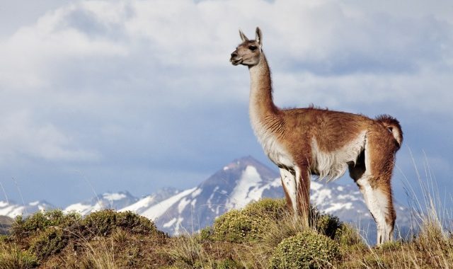 ¿Sabías que hoy es el día internacional del Guanaco?