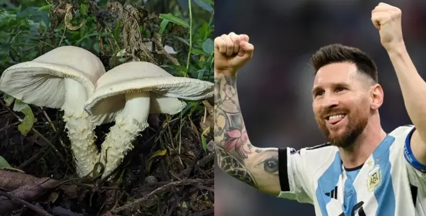 Descubrieron un hongo en Salta y en homenaje al campeón del mundo le pusieron Messi.