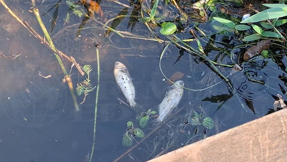 Aparecieron decenas de peces muertos en las costas del río Paraná.