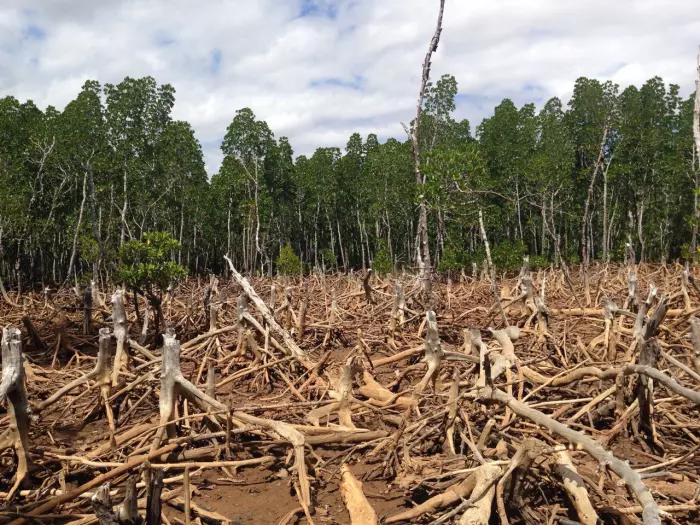 Los indígenas protegen mejor los bosques de América Latina.