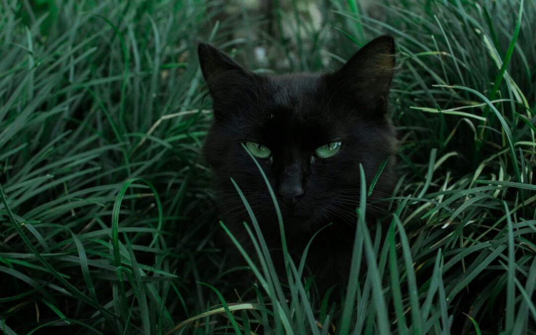¿Tus gatos suelen irse de casa? Acá te contamos qué podría estar haciendo