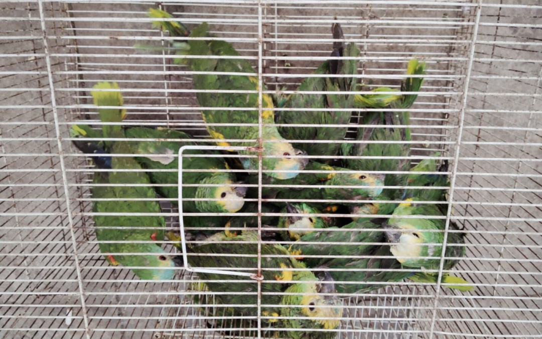 La Interpol apoya a Uruguay en su lucha contra el tráfico de fauna