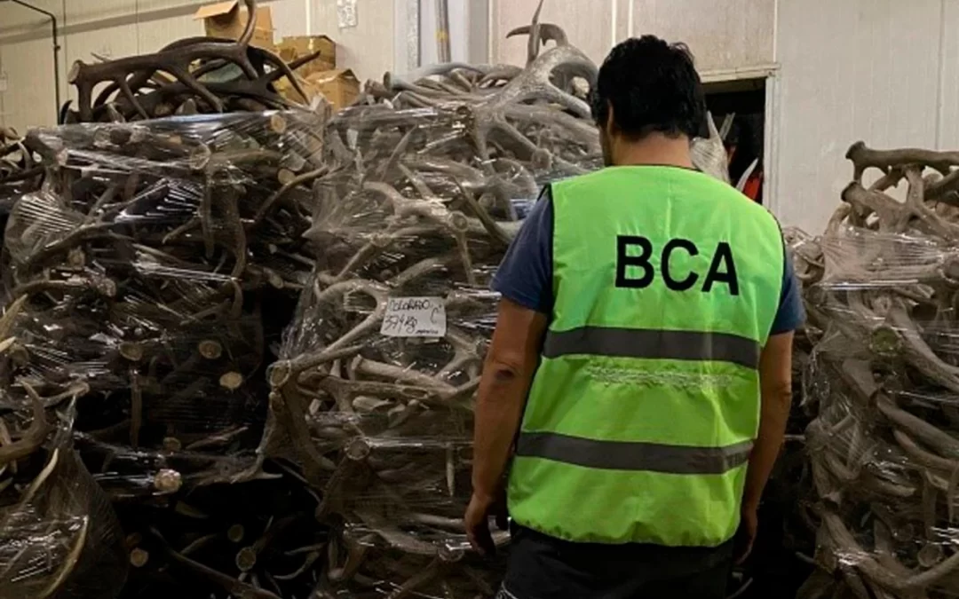 En total se decomisaron 40 mil kilos de astas que se encontraban en un depósito.