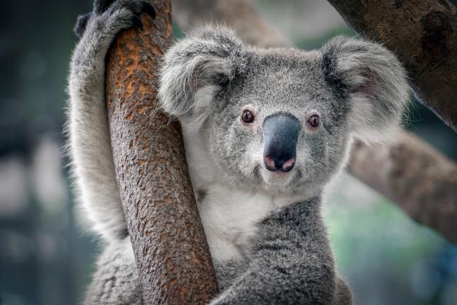 Este análisis incluyó más de 50.000 avistamientos y admisiones hospitalarias de koalas entre 1997 y 2019.