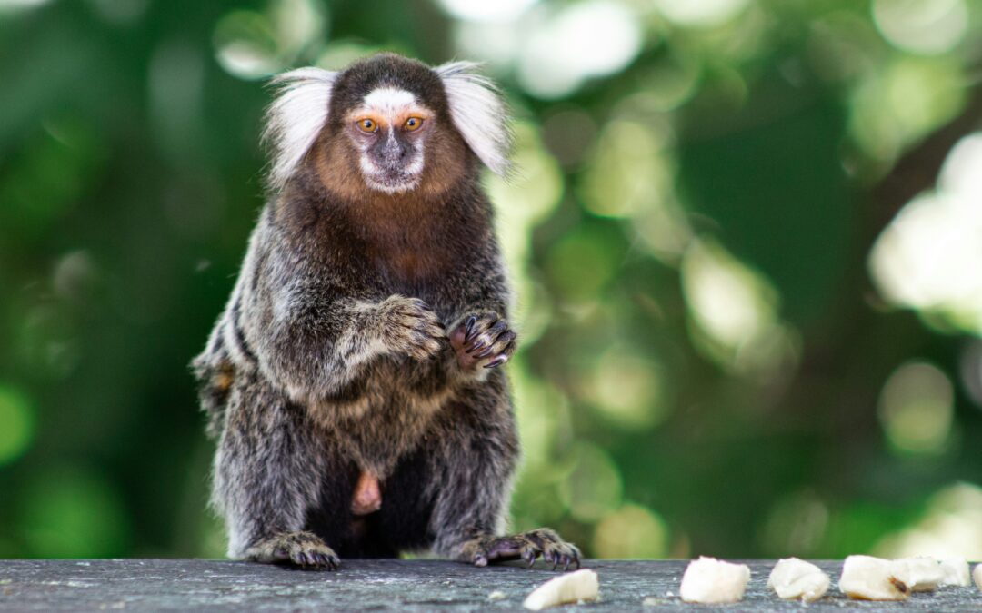 Los monos en Brasil están siendo estigmatizados por causa de la viruela símica.