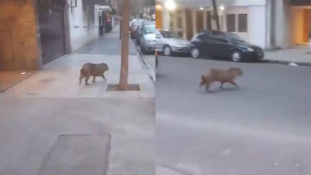 Algunas de las imágenes del carpincho recorriendo las calles de Recoleta. 