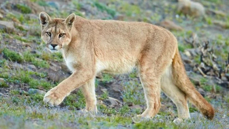 El mes pasado ocurrió un hecho similar con un puma en Corrientes.