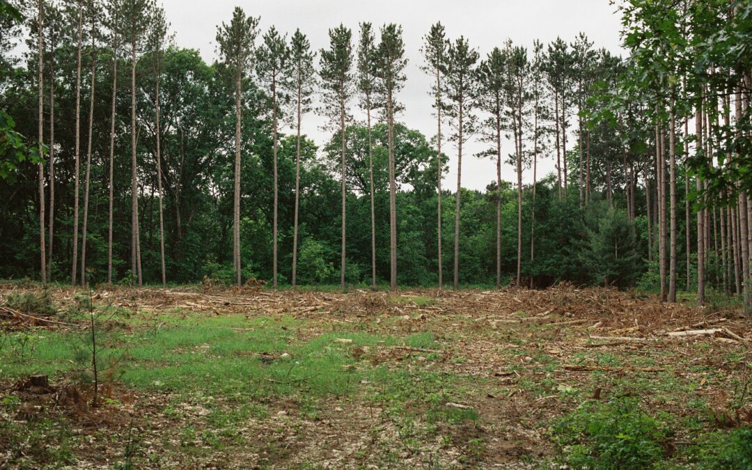 Brasil solicitó a la Unión Europea (UE) que retrase la entrada en vigor de la Ley de Deforestación (EUDR), prevista para el 2025.