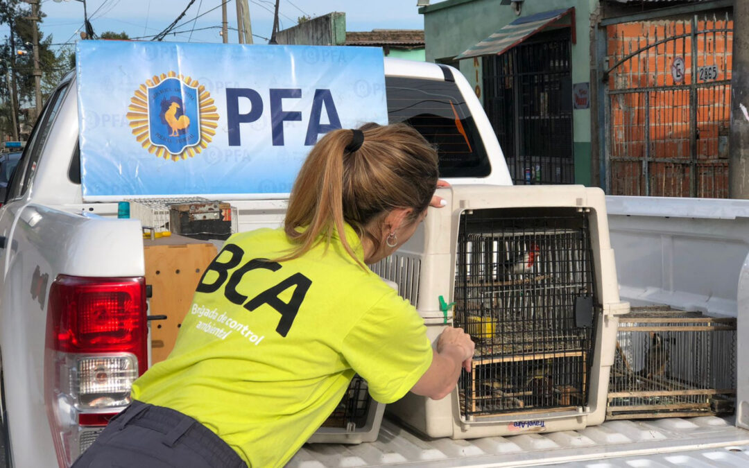 En el criadero se encontraron al menos 21 ejemplares de aves nativas. Las mismas fueron trasladadas al Ecoparque de la Ciudad de Buenos Aires.