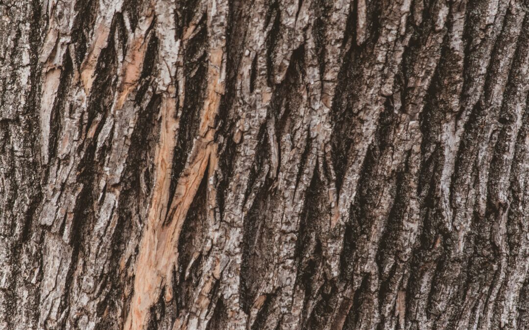 Pretenden detener los cargamentos de madera ilegal.