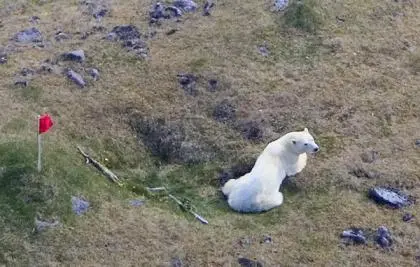 El oso fue abatido tras la denuncia de una anciana.