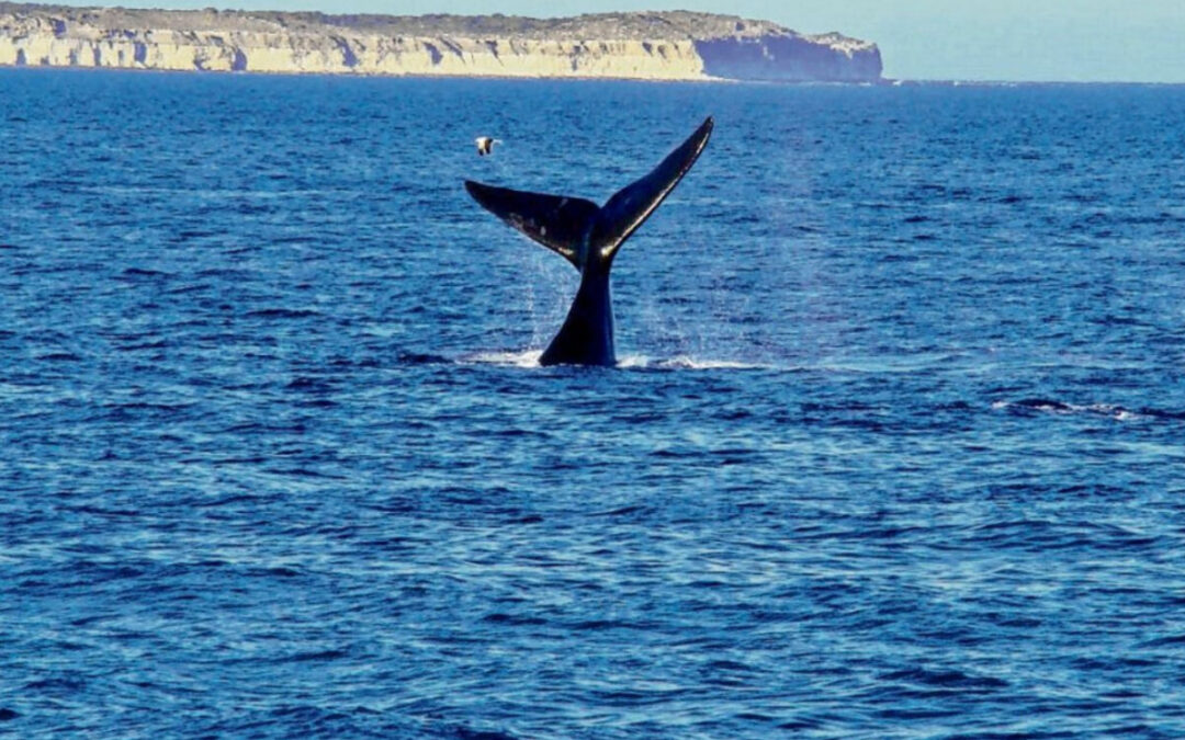 Cómo impacta el nuevo tratado de protección de mares a la Argentina.