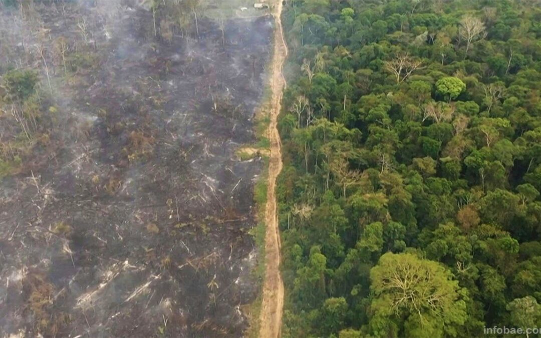 Este trabajo remarca la gran pérdida de poblaciones de especies de agua dulce que registraron una caída del 85%, seguidas de las terrestres (69%) y las marinas (56%).