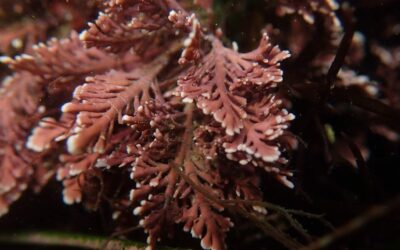 Destacan el valor de las algas coralinas en el ambiente