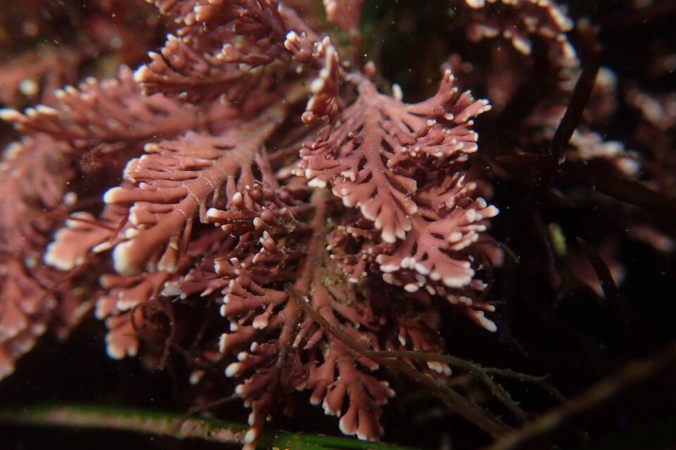 Destacan el valor de las algas coralinas en el ambiente