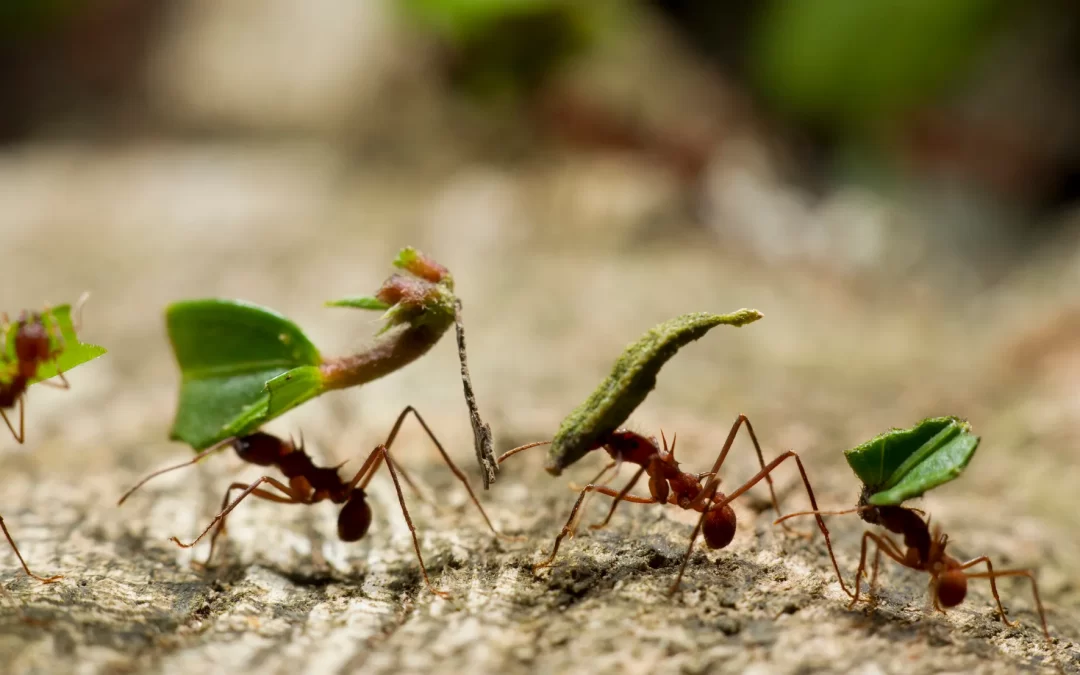 Los insectos subterráneos tienen una fuerte influencia en el ciclo del carbono.