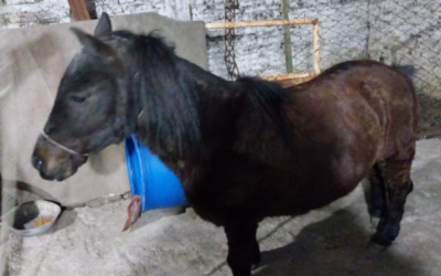 Un hombre es llevado ante la justicia por secuestrar un caballo