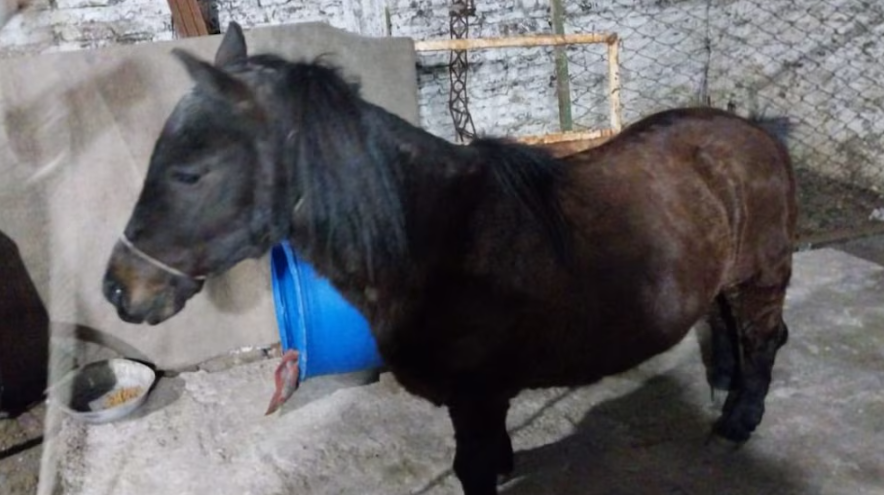 Un hombre es llevado ante la justicia por secuestrar un caballo