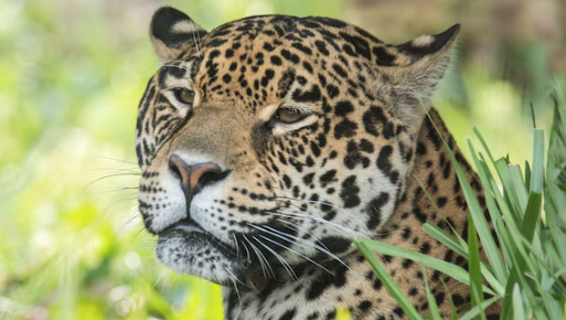 Ciudad de Buenos Aires deberá responsabilizarse por los yaguaretés del Ecoparque