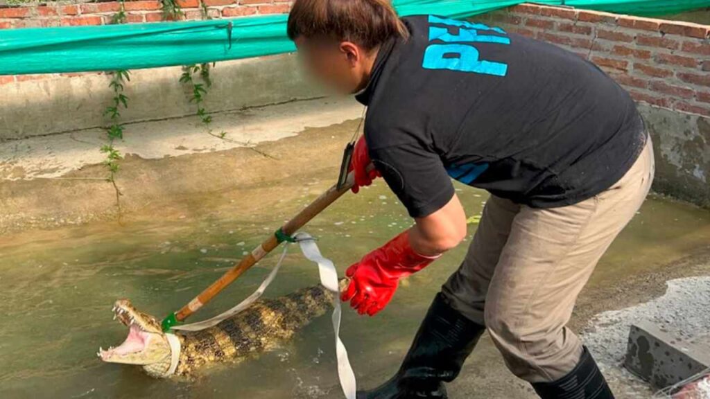  Imagen del estanque putrefacto donde se encontraba el yacaré Ricardito. 
