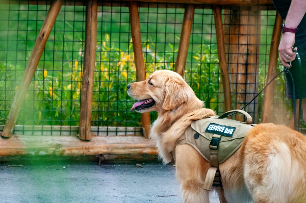 “Los perros de servicio se ven aún más influenciados por las prácticas humanas”. 
