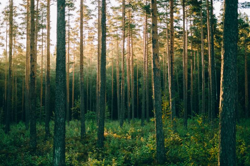 Más de un tercio de los árboles está en peligro de extinción.