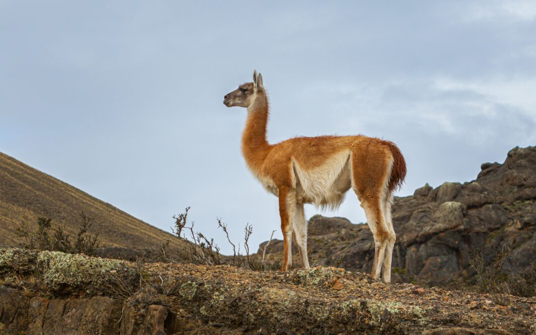 Las ovejas compiten con los guanacos por recursos.