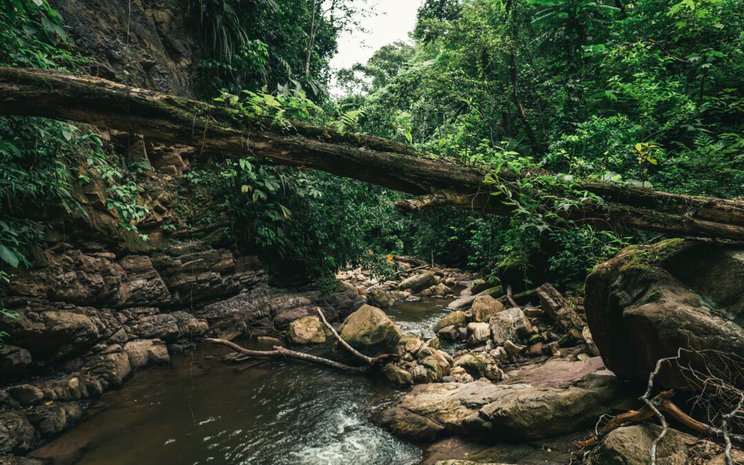 Calculan las pérdidas en la Amazonía desde 1985