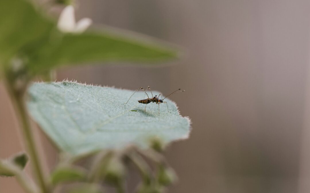 La idea es identificar las poblaciones del mosquito vector del dengue.