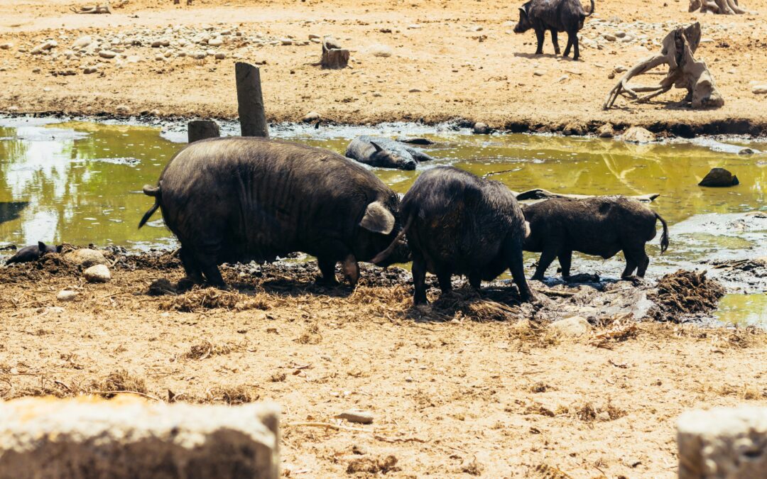 Los jabalíes arrasan las tierras agrarias.