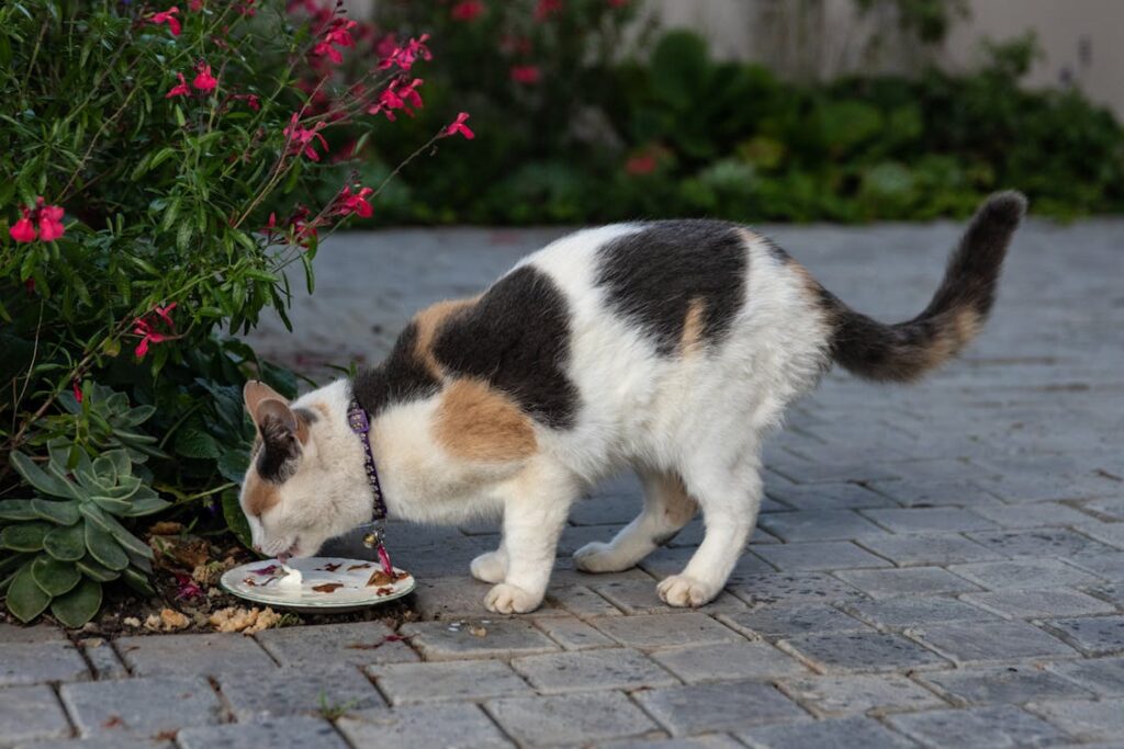 El alimento de los gatos está principalmente basado en carne, lo que contribuye a una industria muy contaminante. 