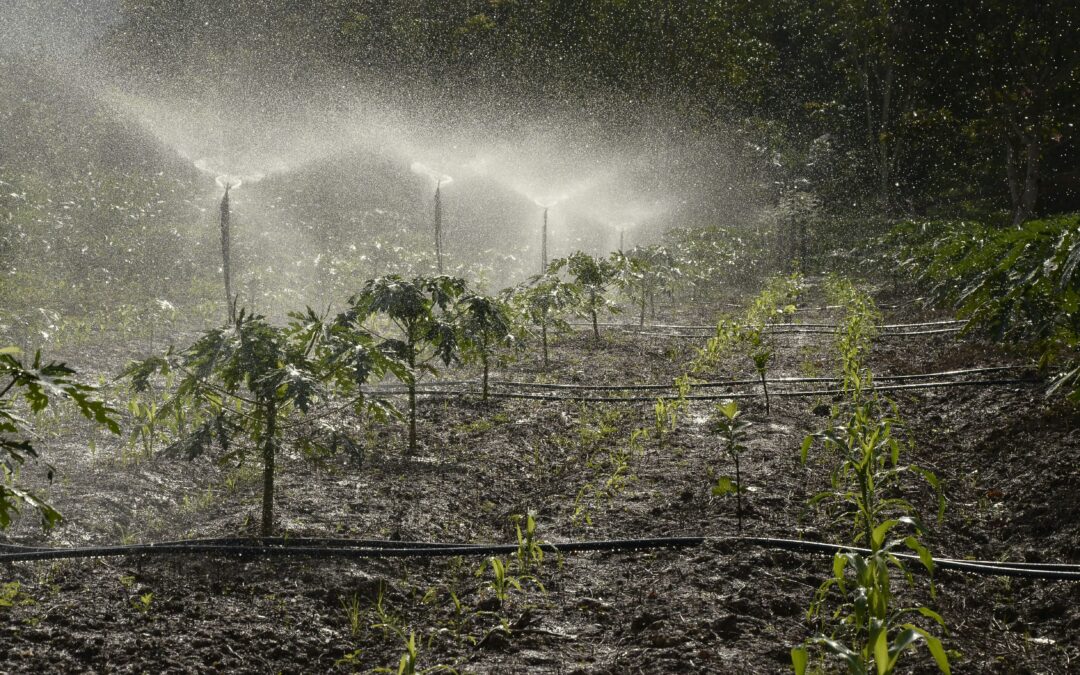 La FAO advierte que algunos cultivos consumen más agua virtual de lo que se pensaba.