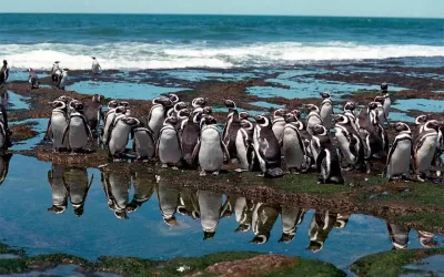 Comenzó el juicio por la masacre de pingüinos en Punta Tombo